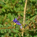 Solanum pyracanthum 'Lucifer' (2)